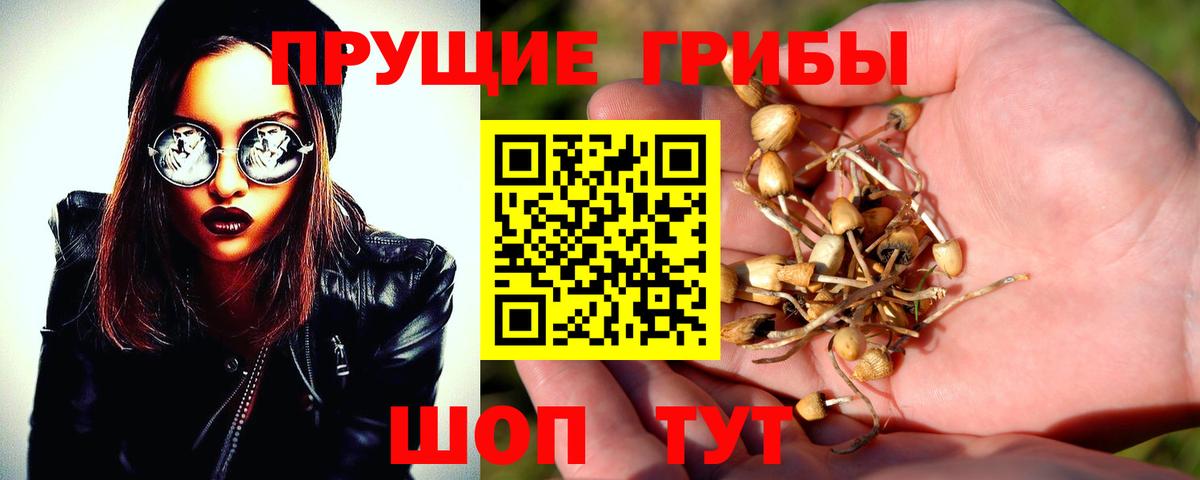 Псилоцибиновые грибы прущие грибы Великий Новгород